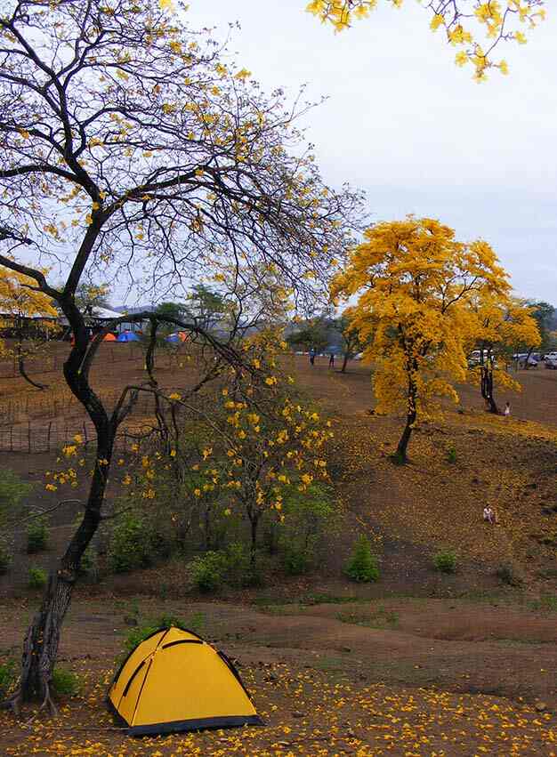 guayacanes2