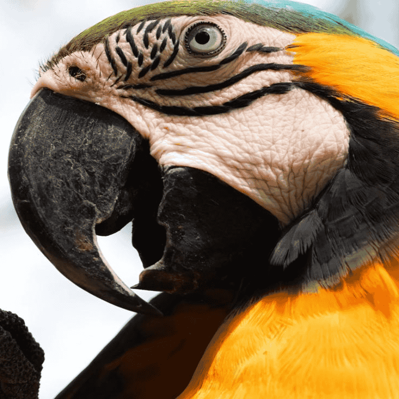 loro1 (1)