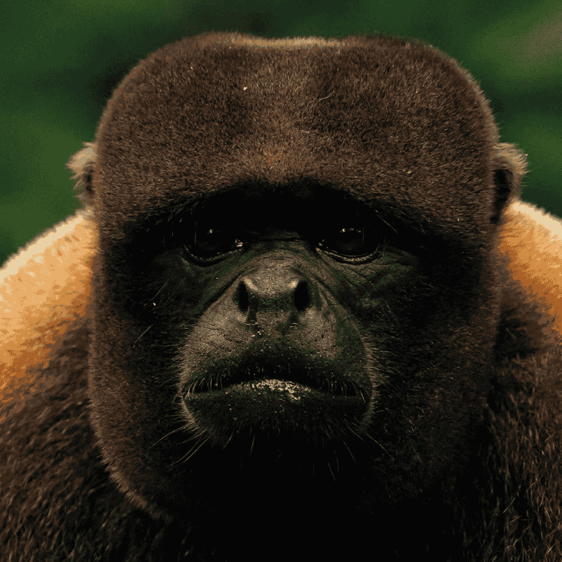 monke 2 (1)